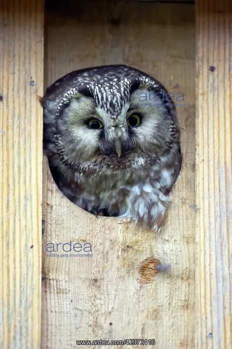 : Tengmalm's Owl : Tengmalm's Owl
