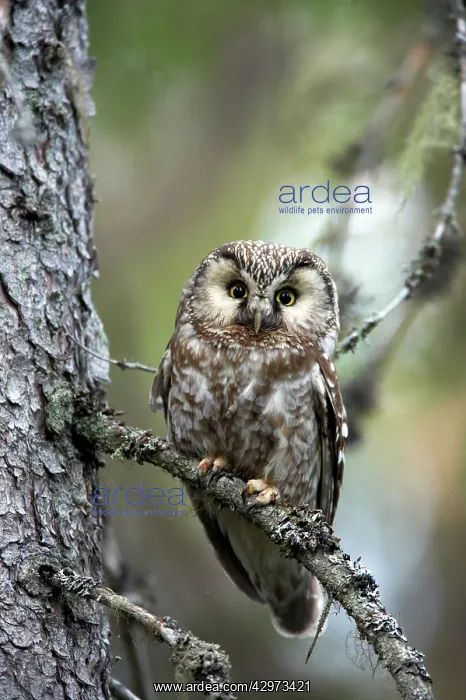 : Tengmalm's Owl : Tengmalm's Owl
