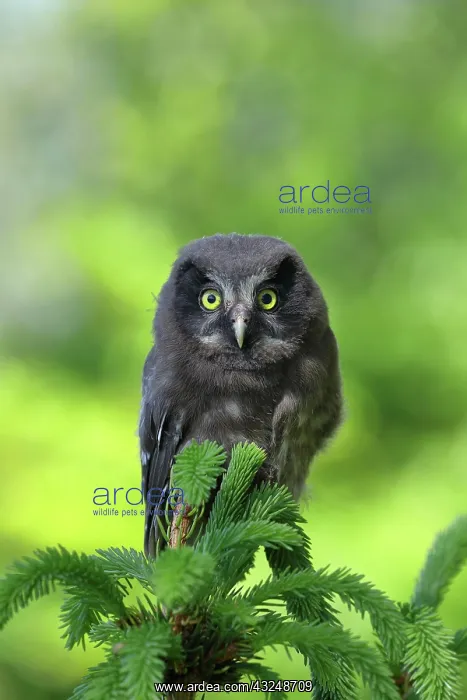 : Tengmalm's Owl (Aegolius funereus), young bird sitting : Tengmalm's Owl (Aegolius funereus), young bird sitting