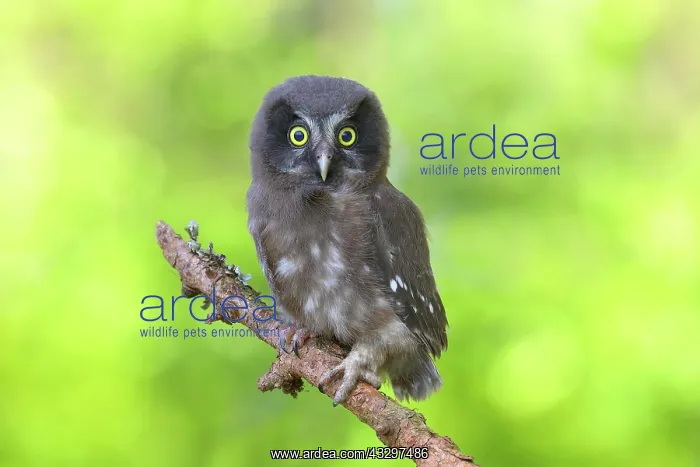 : Tengmalm's Owl (Aegolius funereus), young bird sitting : Tengmalm's Owl (Aegolius funereus), young bird sitting