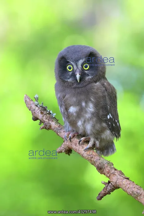 : Tengmalm's Owl (Aegolius funereus), young bird sitting : Tengmalm's Owl (Aegolius funereus), young bird sitting