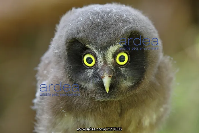 : Tengmalm's Owl (Aegolius funereus), young bird looking : Tengmalm's Owl (Aegolius funereus), young bird looking