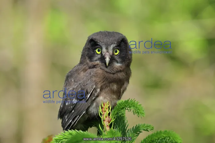 : Tengmalm's Owl (Aegolius funereus), young bird sitting : Tengmalm's Owl (Aegolius funereus), young bird sitting
