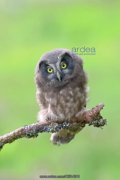: Tengmalms Owl (Aegolius funereus), young bird sitting : Tengmalms Owl (Aegolius funereus), young bird sitting
