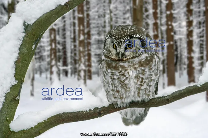  : Tengmalm's owl (Aegolius funereus), boreal Tengmalm's