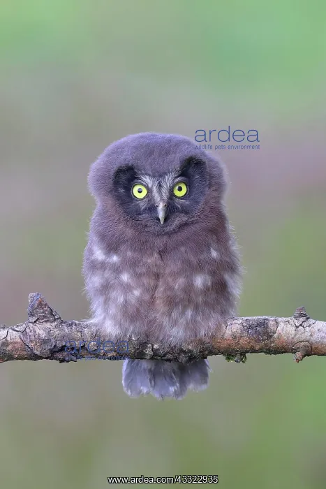 : Tengmalms Owl (Aegolius funereus), young bird sitting : Tengmalms Owl (Aegolius funereus), young bird sitting