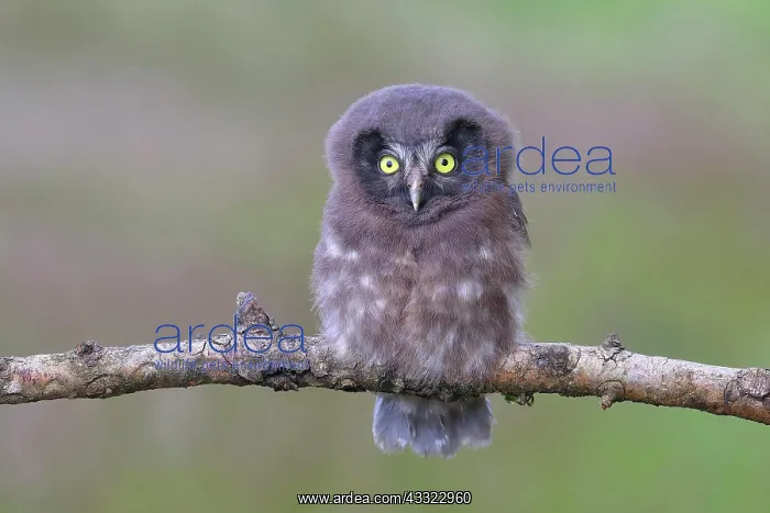 : Tengmalms Owl (Aegolius funereus), young bird sitting : Tengmalms Owl (Aegolius funereus), young bird sitting