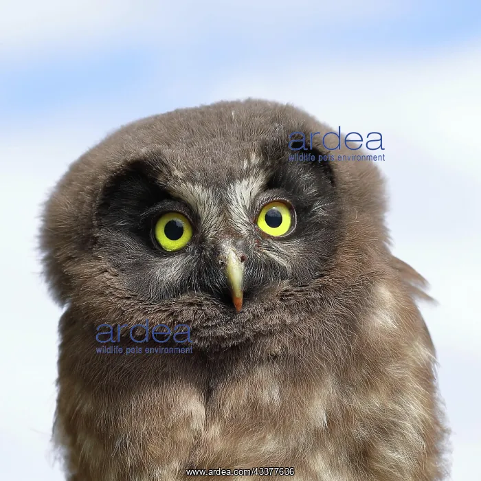 : Tengmalms Owl (Aegolius funereus), young bird, animal : Tengmalms Owl (Aegolius funereus), young bird, animal