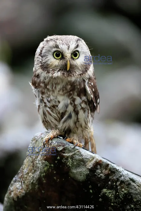 : Tengmalm's owl (Aegolius funereus), adult, on rocks : Tengmalm's owl (Aegolius funereus), adult, on rocks