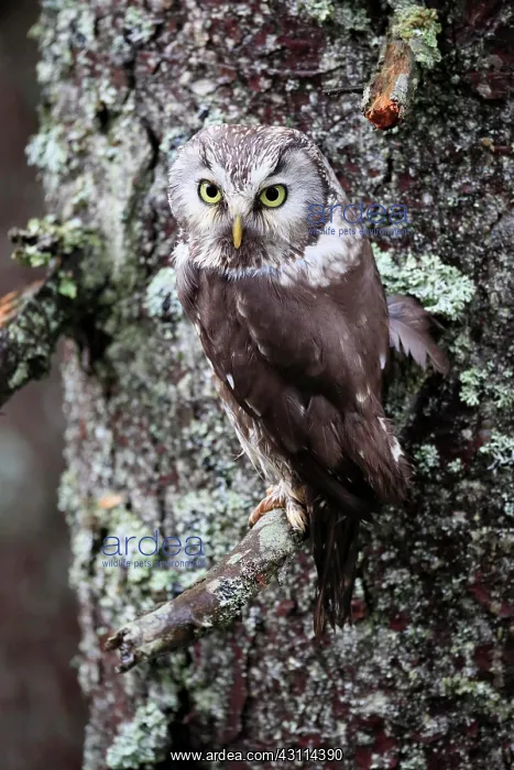 : Tengmalm's owl (Aegolius funereus), adult, on tree : Tengmalm's owl (Aegolius funereus), adult, on tree
