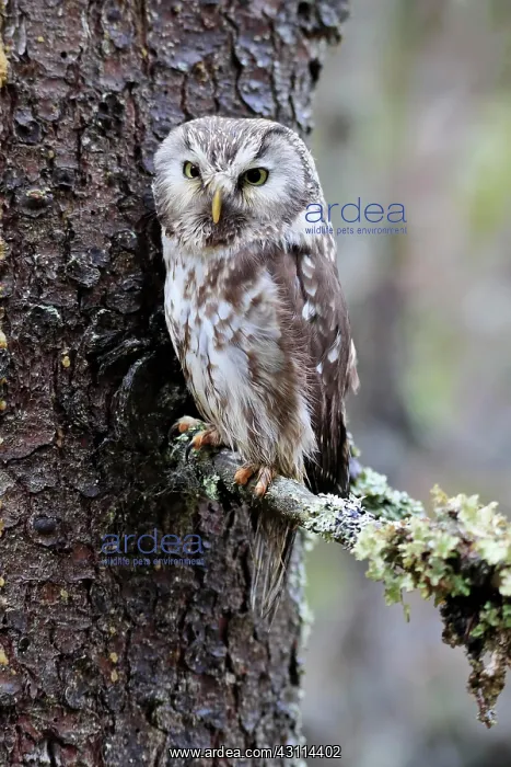 : Tengmalm's owl (Aegolius funereus), adult, on tree : Tengmalm's owl (Aegolius funereus), adult, on tree
