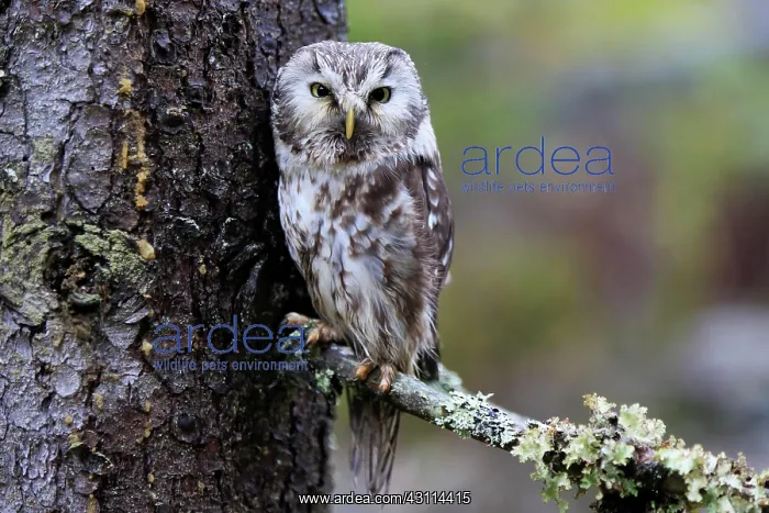 : Tengmalm's owl (Aegolius funereus), adult, on tree : Tengmalm's owl (Aegolius funereus), adult, on tree