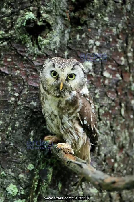 : Tengmalm's owl (Aegolius funereus), adult, on tree : Tengmalm's owl (Aegolius funereus), adult, on tree