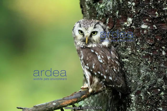 : Tengmalm's owl (Aegolius funereus), adult, on tree : Tengmalm's owl (Aegolius funereus), adult, on tree
