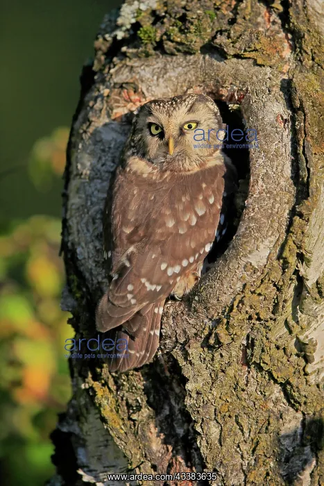 : Tengmalm's Owl (Aegolius funereus), adult, on tree : Tengmalm's Owl (Aegolius funereus), adult, on tree