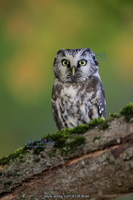: Tengmalm's Owl (Aegolius funereus), adult, on tree : Tengmalm's Owl (Aegolius funereus), adult, on tree