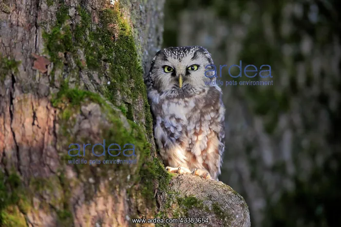 : Tengmalm's Owl (Aegolius funereus), adult, on tree : Tengmalm's Owl (Aegolius funereus), adult, on tree