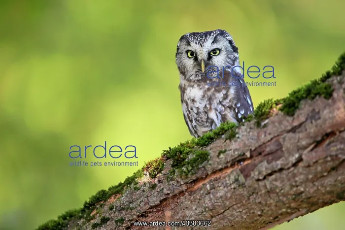 : Tengmalm's Owl (Aegolius funereus), adult, on tree : Tengmalm's Owl (Aegolius funereus), adult, on tree