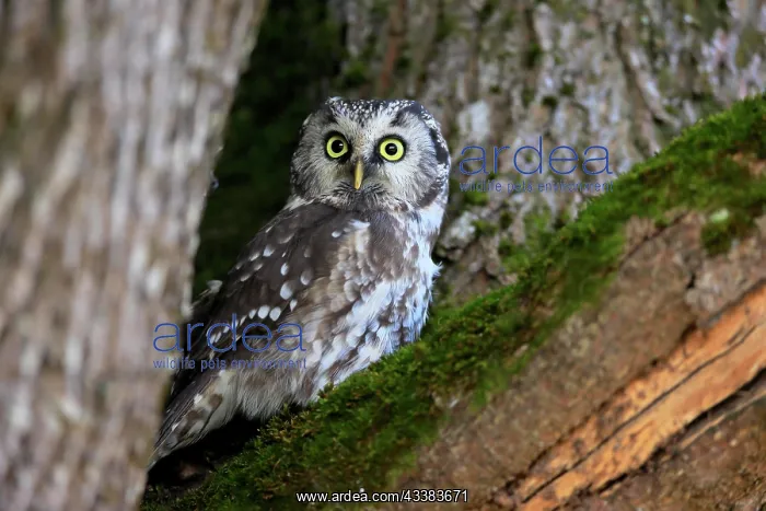 : Tengmalm's Owl (Aegolius funereus), adult, on tree : Tengmalm's Owl (Aegolius funereus), adult, on tree