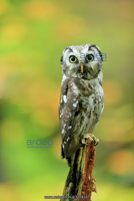: Tengmalm's owl (Aegolius funereus), adult, on watch : Tengmalm's owl (Aegolius funereus), adult, on watch
