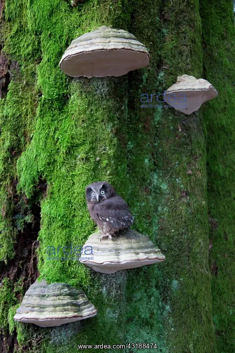 : Tengmalm's Owl (Aegolius funereus) on a Braket fungus : Tengmalm's Owl (Aegolius funereus) on a Braket fungus