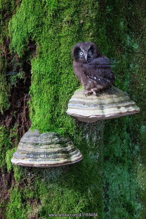 : Tengmalm's Owl (Aegolius funereus) on a Braket fungus : Tengmalm's Owl (Aegolius funereus) on a Braket fungus