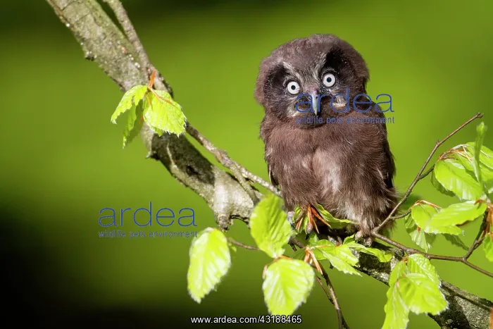 : Tengmalm's Owl (Aegolius funereus) on a branch : Tengmalm's Owl (Aegolius funereus) on a branch