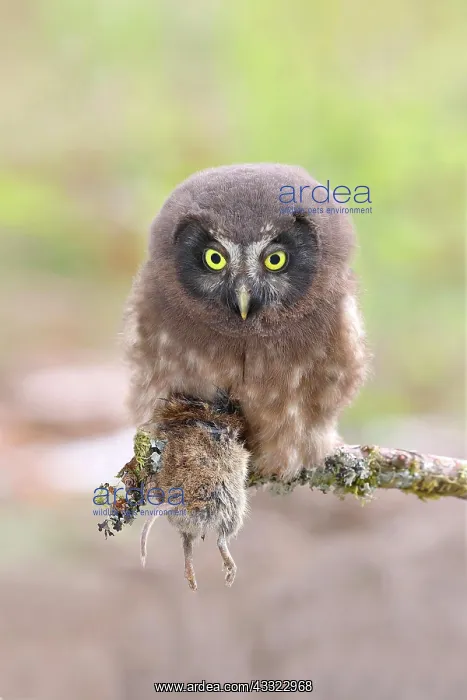: Tengmalms Owl (Aegolius funereus), juvenile, with : Tengmalms Owl (Aegolius funereus), juvenile, with