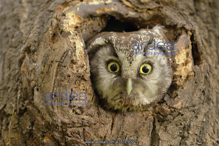 : Tengmalm's owl (Aegolius funereus) looks out of : Tengmalm's owl (Aegolius funereus) looks out of