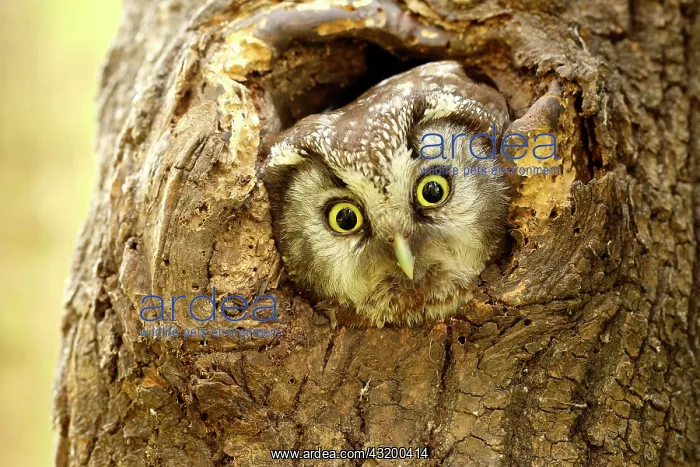 : Tengmalm's owl (Aegolius funereus) looks out of : Tengmalm's owl (Aegolius funereus) looks out of