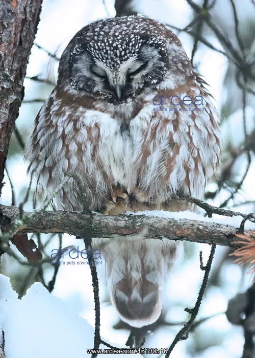 : Tengmalm's Owl (Aegolius funereus) resting in a : Tengmalm's Owl (Aegolius funereus) resting in a