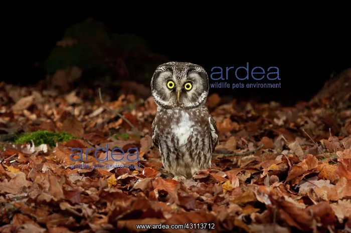 : Tengmalm's owl (Aegolius funereus) sitting on forest : Tengmalm's owl (Aegolius funereus) sitting on forest