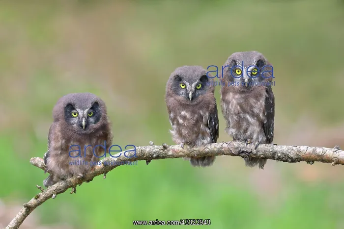 : Tengmalms Owl (Aegolius funereus), three young : Tengmalms Owl (Aegolius funereus), three young