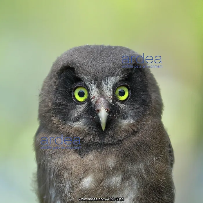 : Tengmalm's Owl (Aegolius funereus), young bird : Tengmalm's Owl (Aegolius funereus), young bird