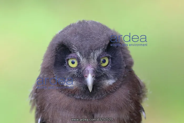 : Tengmalm's Owl (Aegolius funereus), young bird : Tengmalm's Owl (Aegolius funereus), young bird