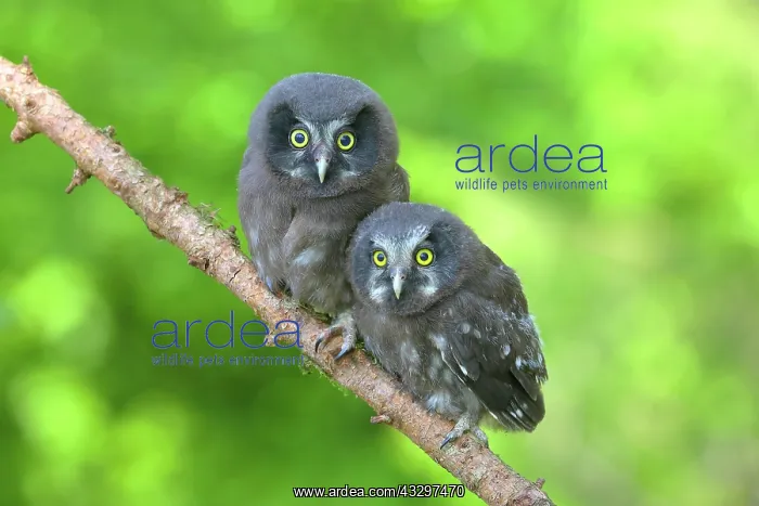 : Tengmalm's Owl (Aegolius funereus), two young birds : Tengmalm's Owl (Aegolius funereus), two young birds
