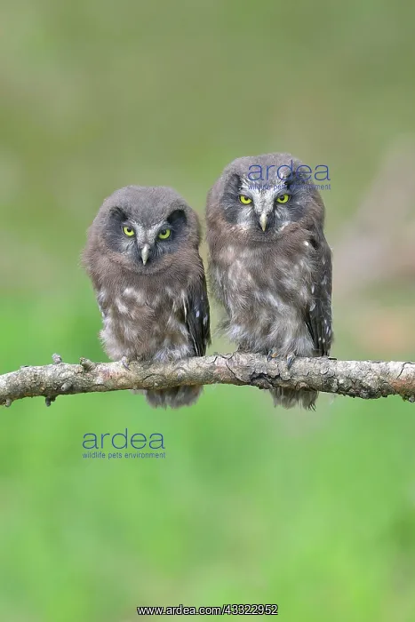 : Tengmalms Owl (Aegolius funereus), two young birds : Tengmalms Owl (Aegolius funereus), two young birds