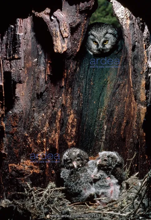 : Tengmalm's Owl - at nest with chicks : Tengmalm's Owl - at nest with chicks