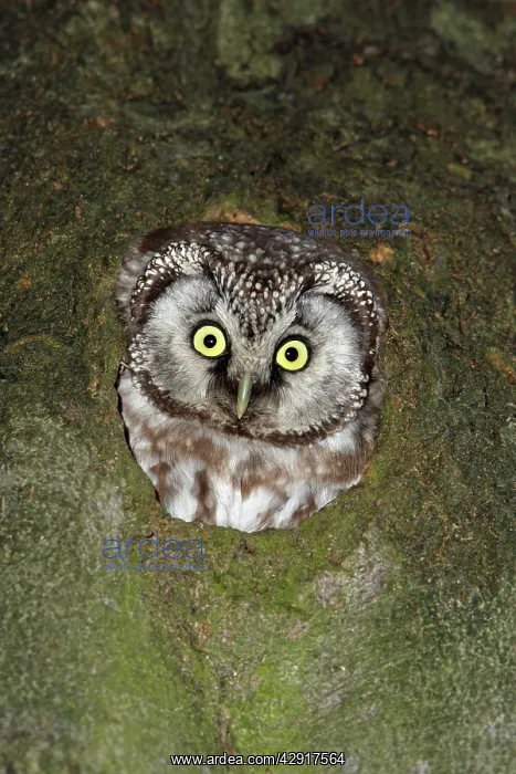 : Tengmalm's Owl - at nest entrance : Tengmalm's Owl - at nest entrance