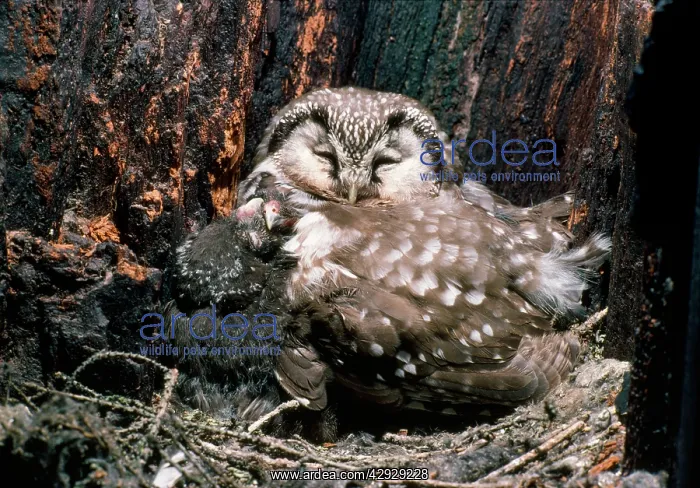 : Tengmalm's Owl - sleeping with young in nest : Tengmalm's Owl - sleeping with young in nest