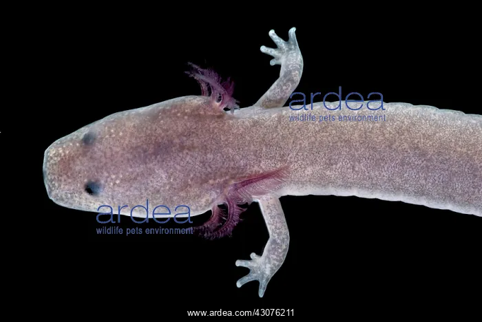 : Tennessee Cave Salamander : Tennessee Cave Salamander
