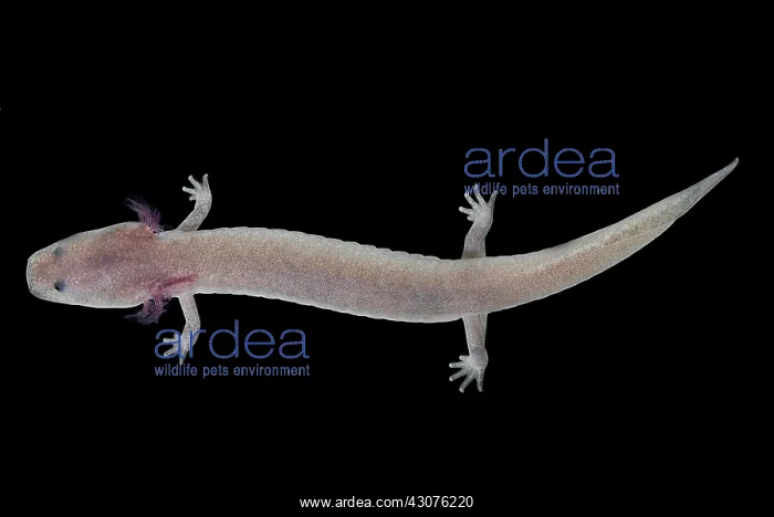 : Tennessee Cave Salamander : Tennessee Cave Salamander