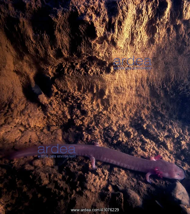 : Tennessee Cave Salamander : Tennessee Cave Salamander