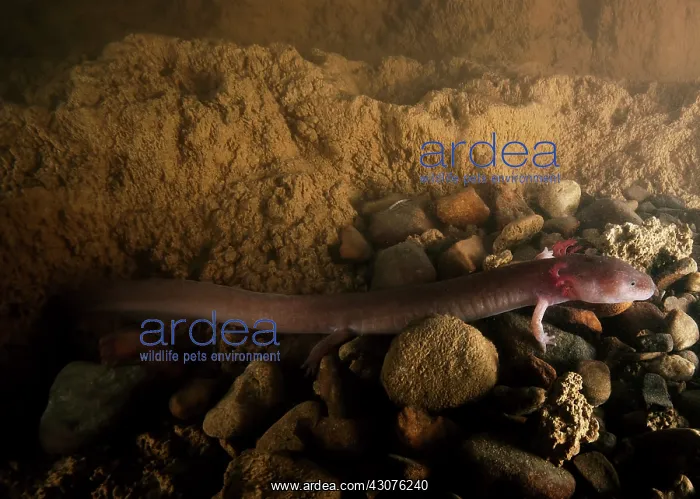 : Tennessee Cave Salamander : Tennessee Cave Salamander
