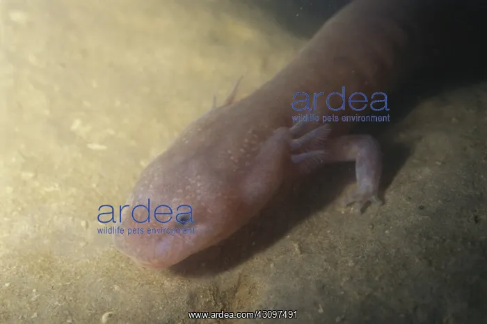 : Tennessee Cave Salamander : Tennessee Cave Salamander