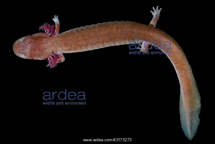 : Tennessee Cave Salamander : Tennessee Cave Salamander