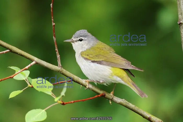 : Tennessee Warbler : Tennessee Warbler