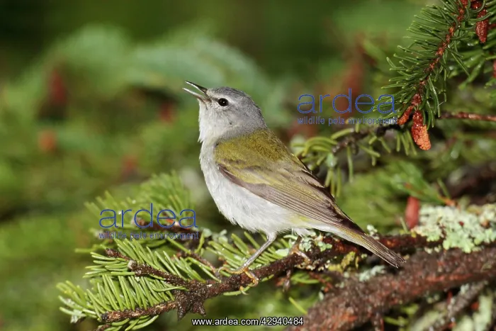 : Tennessee Warbler : Tennessee Warbler