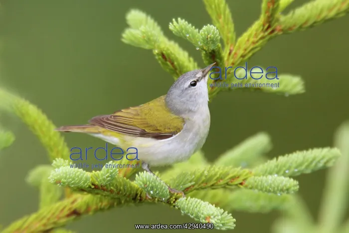 : Tennessee Warbler : Tennessee Warbler
