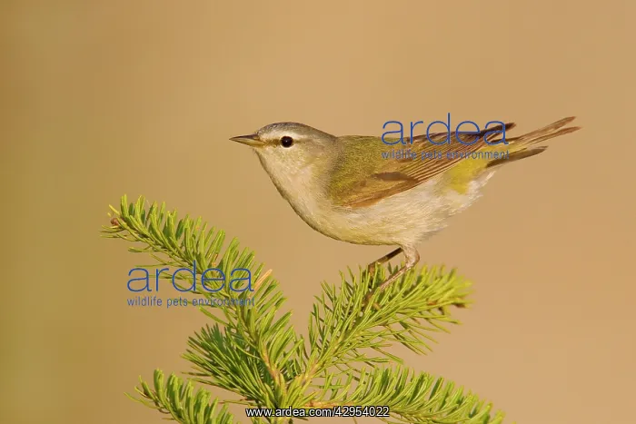 : Tennessee Warbler : Tennessee Warbler